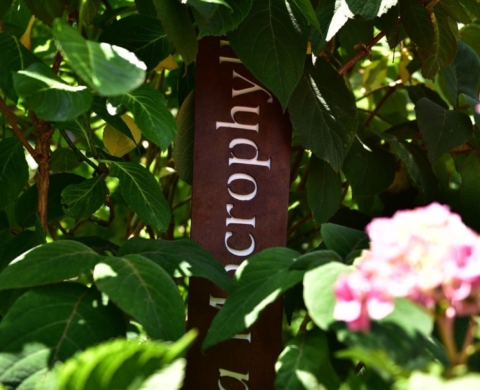 IL GIARDINO DELLE ORTENSIE